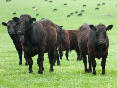 Black Angus
