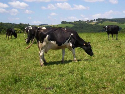 vaca frisona