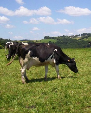 Vaca Frisona