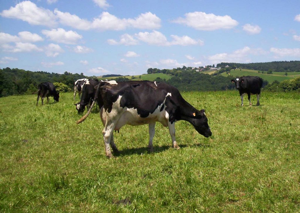 Vaca Frisona