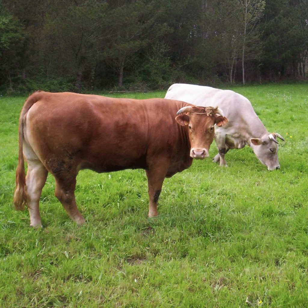 Rubia Gallega