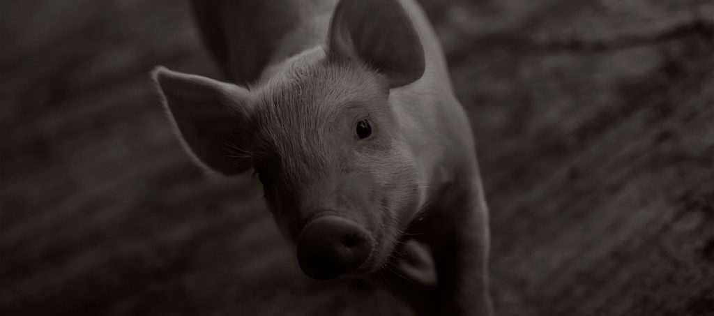 Cerdo Duroc