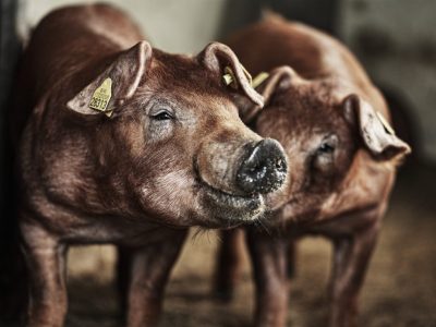 Cerdo Duroc