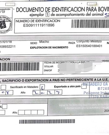 DIB BUEY GALLEGO
