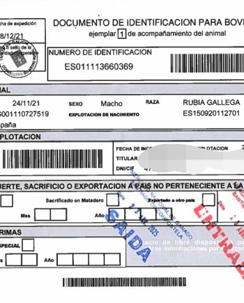 Dib rubio gallego buet