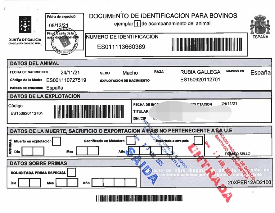 Dib rubio gallego buet